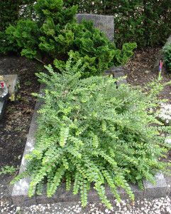 Graf van Diekmeijer op begraafplaats Zorgvlied